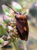 Carpocoris sp.